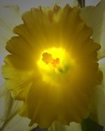 daffodil2.jpg