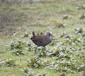 Water Rail.jpg