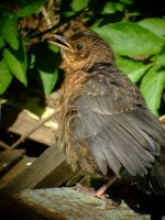 juv bbird 010507.JPG