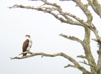 male Osprey 3 zoomedX4.jpg