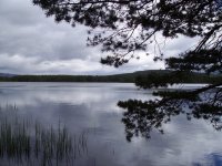 Pines @ Loch Garten.jpg