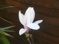DS magnolia flower 180307 2.jpg