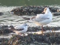 little gull park.jpg