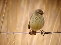 Drakensburg Prinia_filtered.jpg