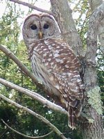 Copy of barred owl (1).jpg