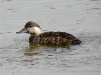 DUCKS SCOTER COMMON SNETTISHAM 080407 (Small).jpg