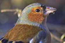 chaffinch-00034.jpg