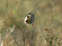 PIPIT MEADOW HOLME 080407 (Small).jpg