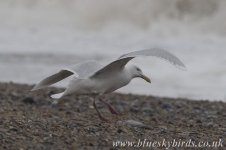 glaucousgull_240307_0005.jpg