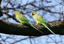 RingNeckedParakeet4@WardJacksonsPark_250307.jpg