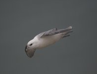 fulmar.jpg