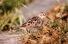 Little wader-1.JPG