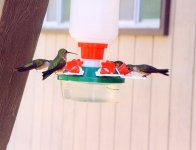 Feeder birdies-1.JPG