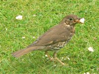 DS s thrush with scone 090507 .jpg