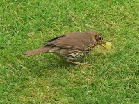 DS s thrush with grape 210507 .jpg