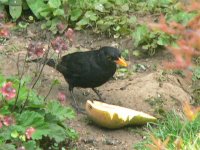 DS blackbird m with pear 220507 .jpg