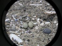 Little tern Eggs.jpg