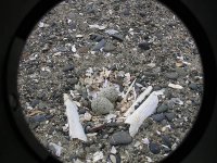 Ringed plover eggs.jpg