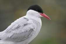 Tern - Artic 05 800.jpg