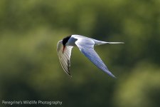 Common Tern-3.jpg