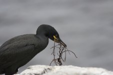 Shag with nest material 800.jpg