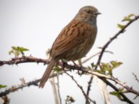 tn_Dunnock at Tacumshin 2.JPG