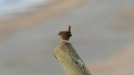 tn_Wren at Roney Beach 04.JPG