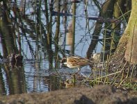 Reed-Bunting.jpg