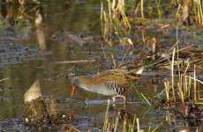 Water-Rail2.jpg