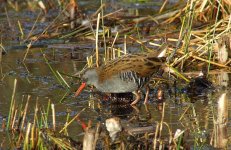 Water-Rail-1.jpg