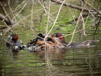 little grebe nest building lagan spring 07.jpg