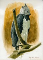 Harpy eagle..jpg