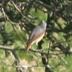 redstart.jpg