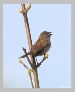 dunnock1.jpg