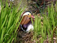 a Mandarin Martin Mere 250307.jpg