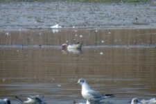 garganey ladys island 140407.JPG