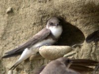 sand martins 2 templetown beach apr 07.jpg