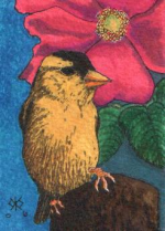 ACEO goldfinch in the pink maine rose bush.png