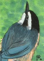 ACEO red breasted nuthatch.png