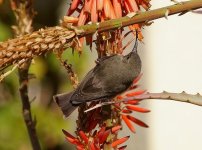 Amethyst Sunbird.jpg