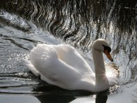 swan2.jpg