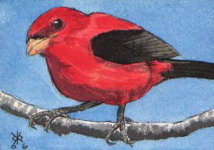 ACEO male scarlet tanager.png