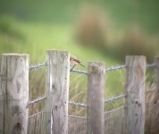 Whinchats-body!.jpg