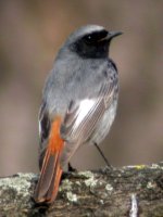 black redstart schunburn mar 07.jpg