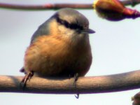 nuthatch schunbrun mar 07.jpg