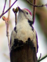 middle spotted woodpecker schunbrun mar 07.jpg