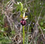 Corsican Orchid A.jpg