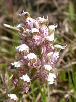 Corsican Orchid B.jpg