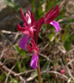 Corsican Orchid C1.jpg