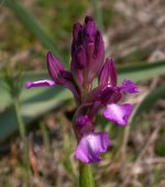 Corsican Orchid D2.jpg